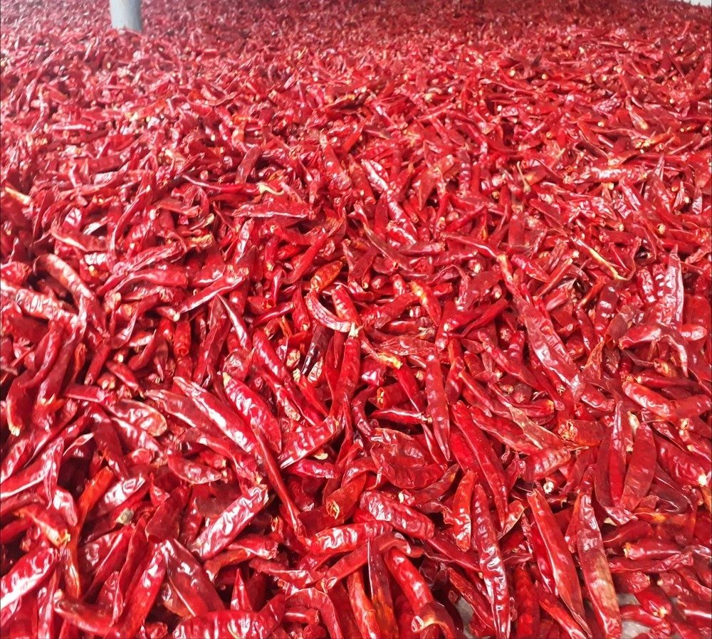 imgi_16_suji-sannam-dry-red-stemless-chilli-1000x1000